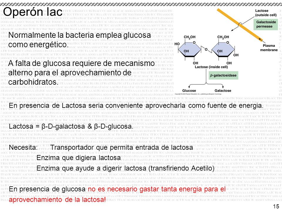 Operón lac Normalmente la bacteria emplea glucosa como energético.