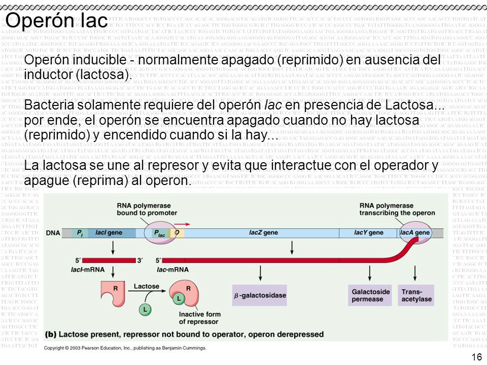 Operón lac Operón inducible - normalmente apagado (reprimido) en ausencia del inductor (lactosa).