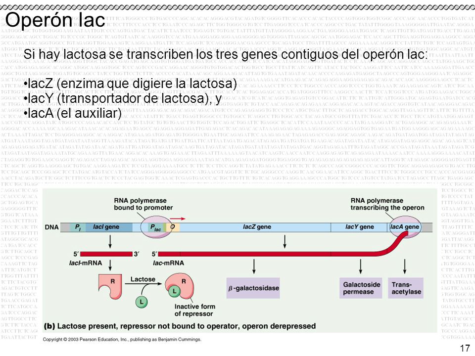Operón lac Si hay lactosa se transcriben los tres genes contiguos del operón lac: lacZ (enzima que digiere la lactosa)
