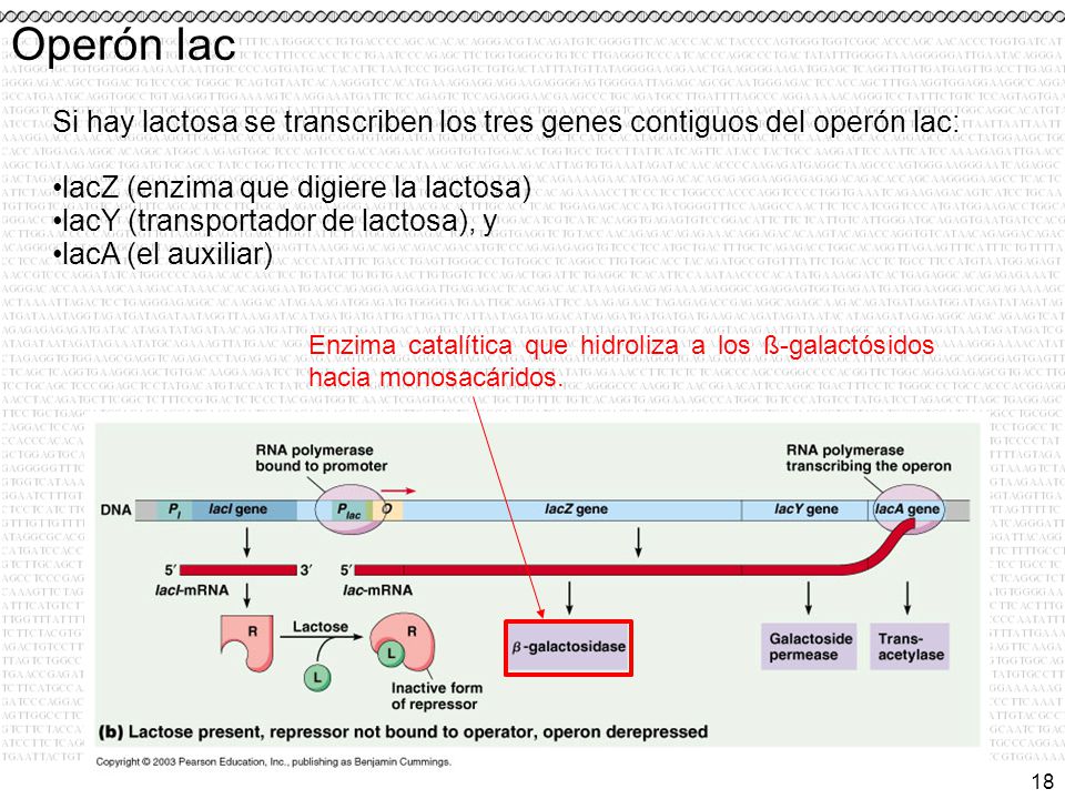Operón lac Si hay lactosa se transcriben los tres genes contiguos del operón lac: lacZ (enzima que digiere la lactosa)