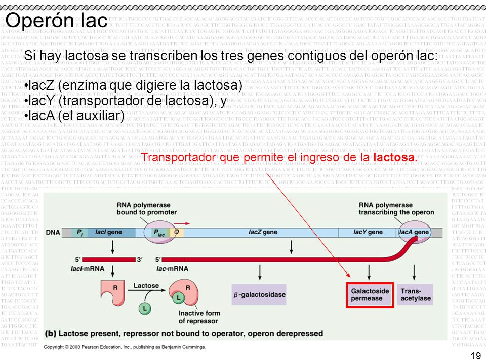 Operón lac Si hay lactosa se transcriben los tres genes contiguos del operón lac: lacZ (enzima que digiere la lactosa)