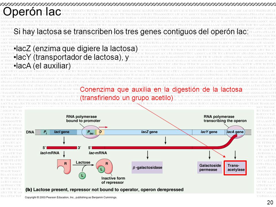 Operón lac Si hay lactosa se transcriben los tres genes contiguos del operón lac: lacZ (enzima que digiere la lactosa)