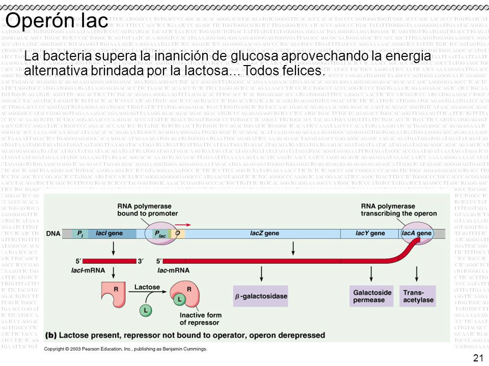 Operón lac La bacteria supera la inanición de glucosa aprovechando la energia alternativa brindada por la lactosa...