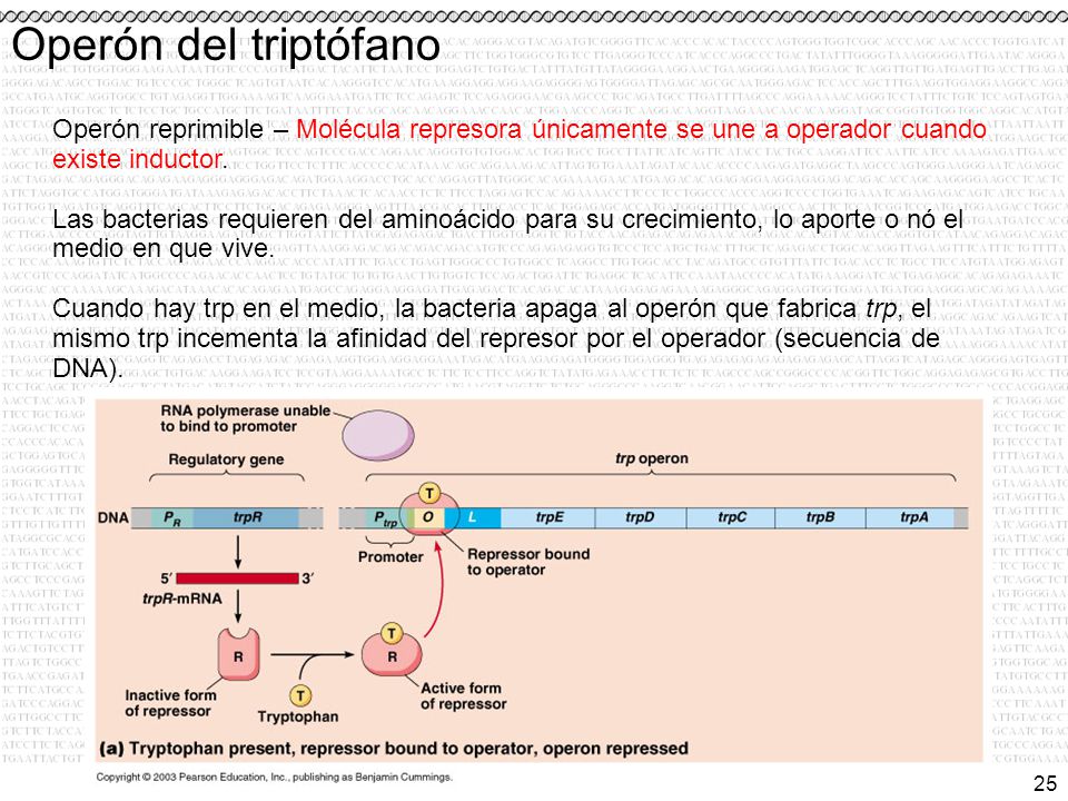 Operón del triptófano Operón reprimible – Molécula represora únicamente se une a operador cuando existe inductor.