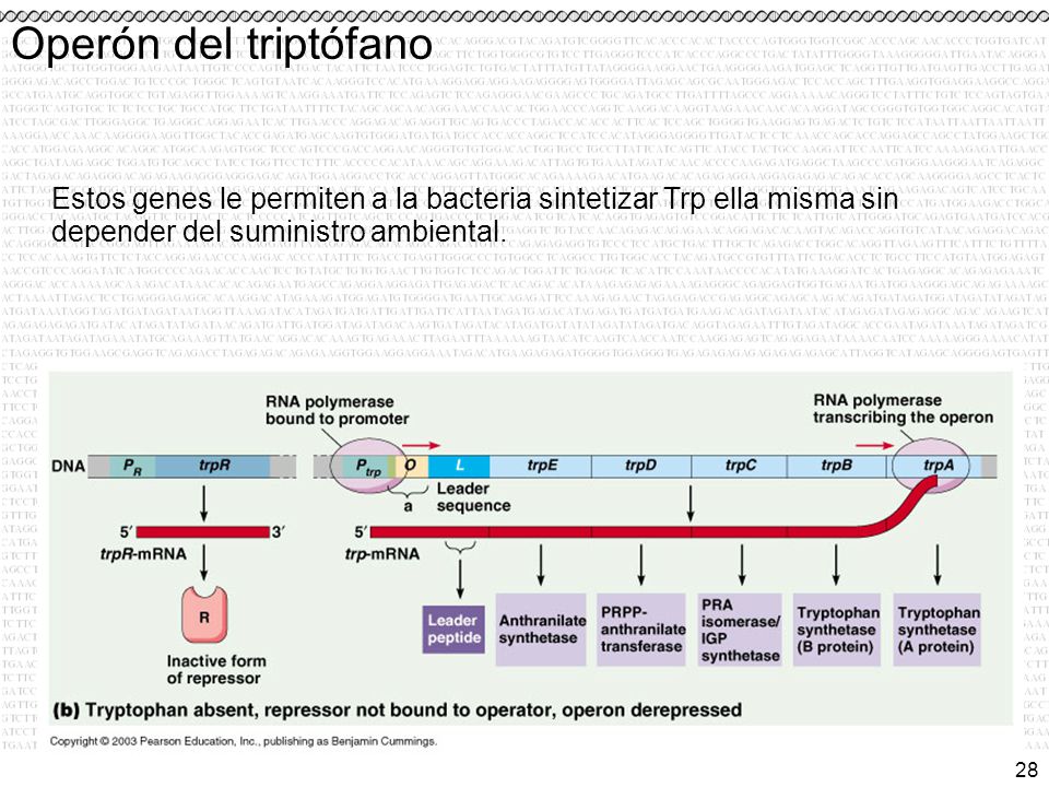 Operón del triptófano Estos genes le permiten a la bacteria sintetizar Trp ella misma sin depender del suministro ambiental.