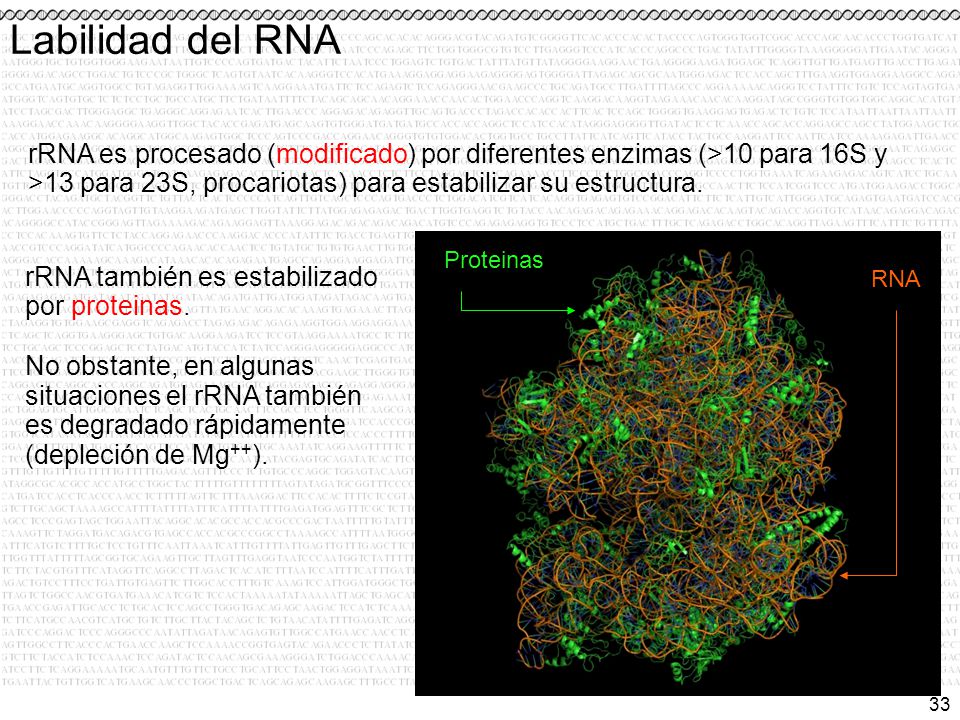 Labilidad del RNA rRNA es procesado (modificado) por diferentes enzimas (>10 para 16S y >13 para 23S, procariotas) para estabilizar su estructura.