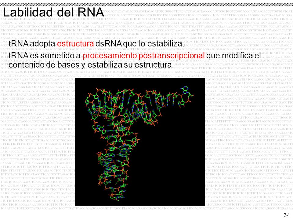 Labilidad del RNA tRNA adopta estructura dsRNA que lo estabiliza.