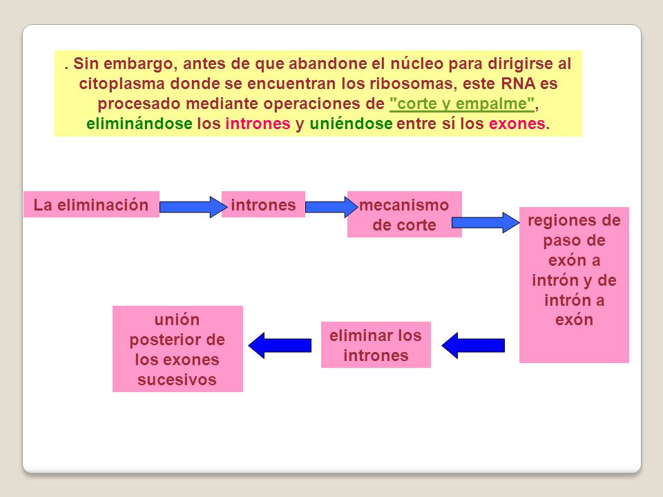 regiones de paso de exón a intrón y de intrón a exón