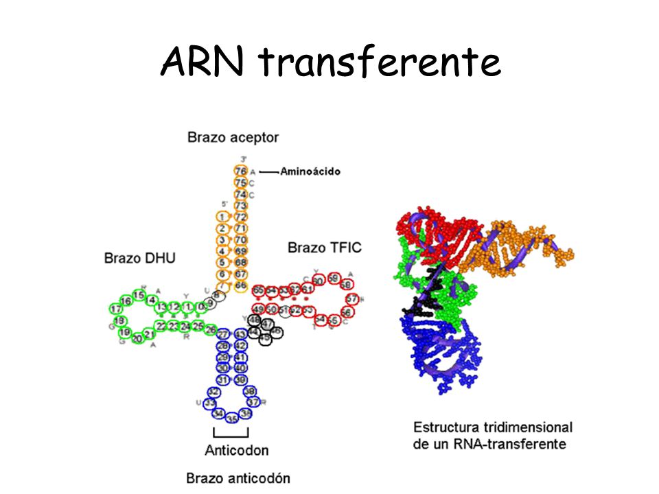 ARN transferente