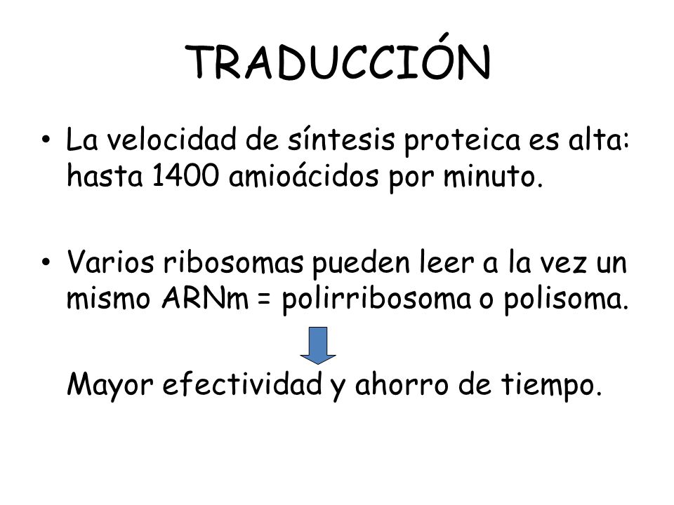 TRADUCCIÓN La velocidad de síntesis proteica es alta: hasta 1400 amioácidos por minuto.