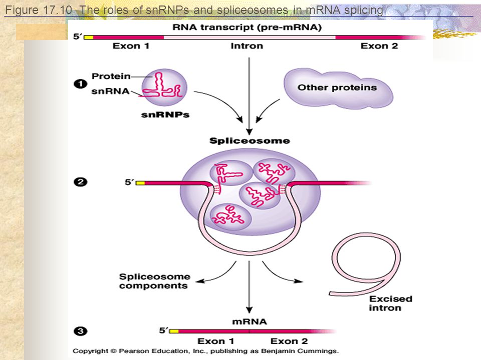 Figure The roles of snRNPs and spliceosomes in mRNA splicing