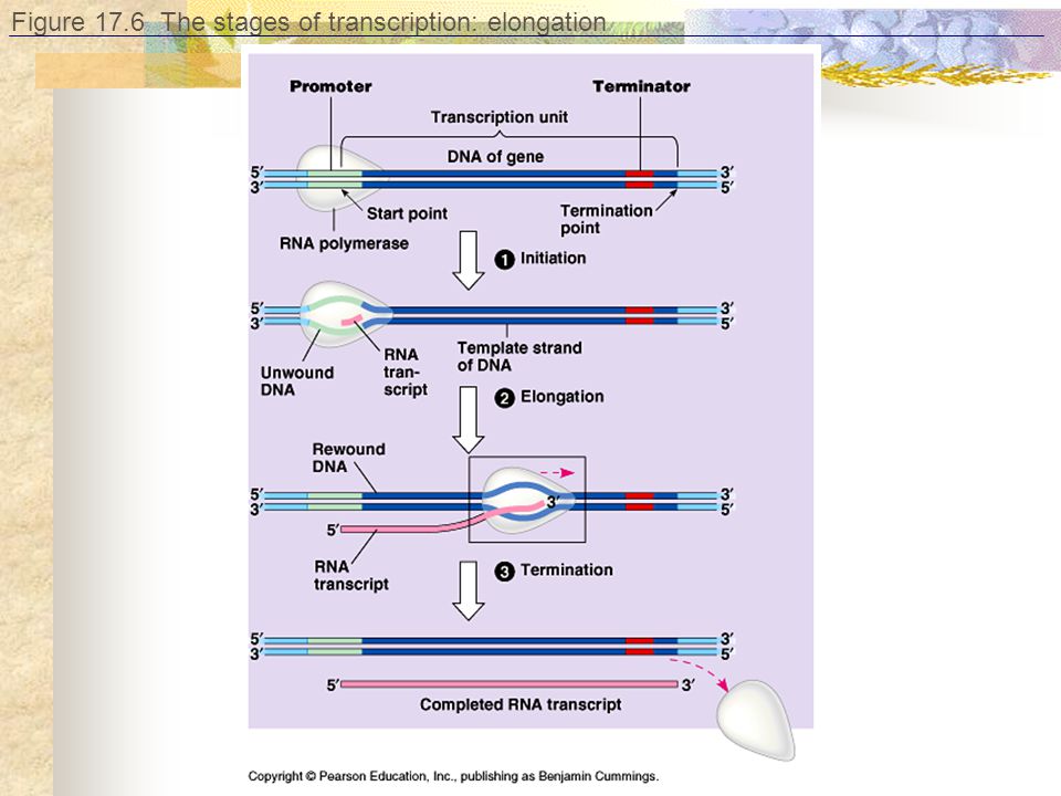 Figure 17.6 The stages of transcription: elongation
