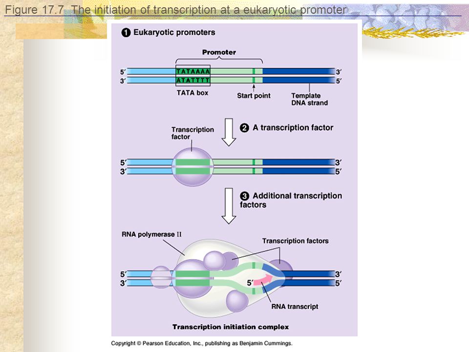 Figure 17.7 The initiation of transcription at a eukaryotic promoter