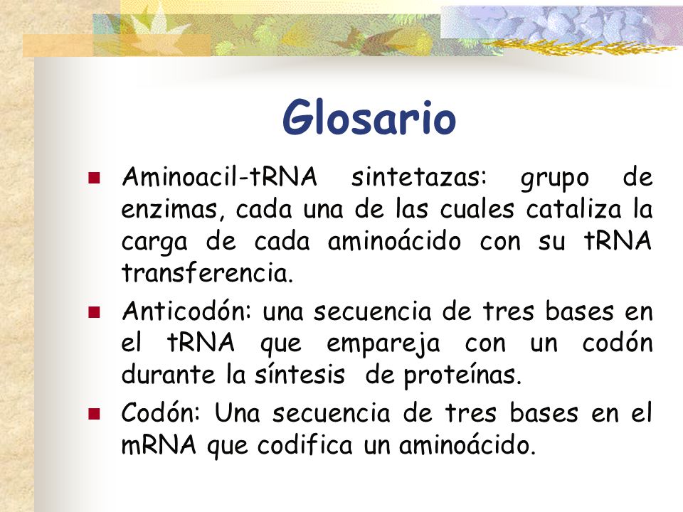 Glosario Aminoacil-tRNA sintetazas: grupo de enzimas, cada una de las cuales cataliza la carga de cada aminoácido con su tRNA transferencia.