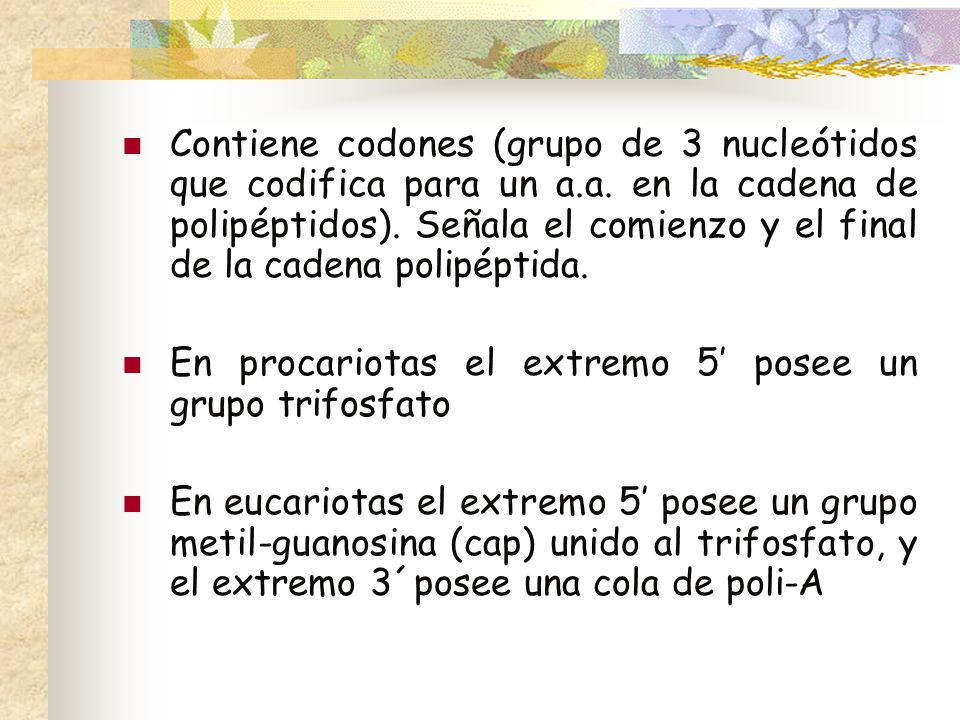 Contiene codones (grupo de 3 nucleótidos que codifica para un a. a