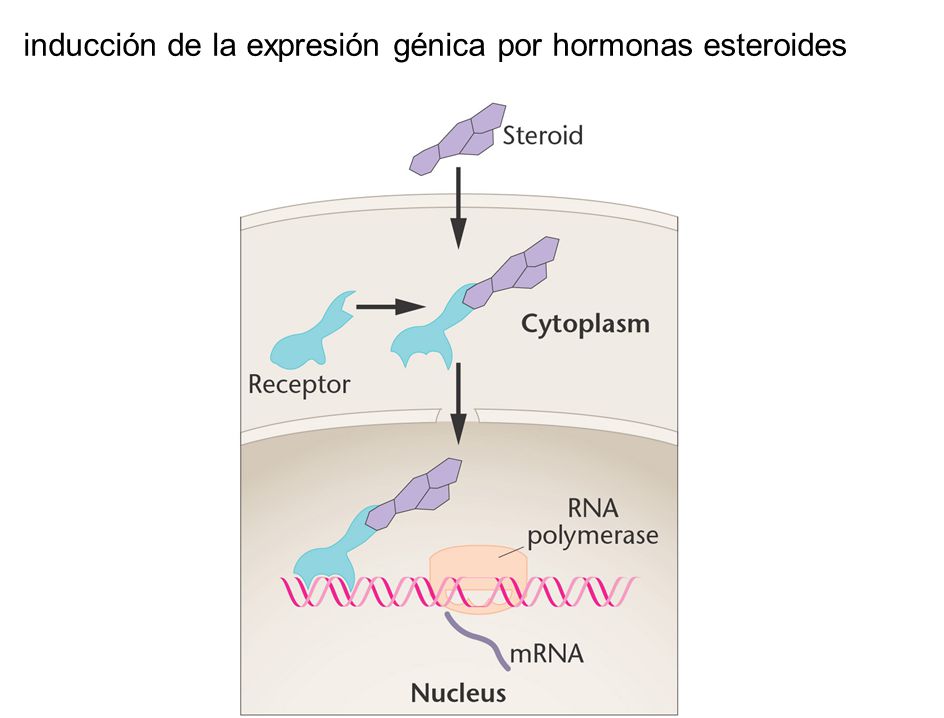 inducción de la expresión génica por hormonas esteroides