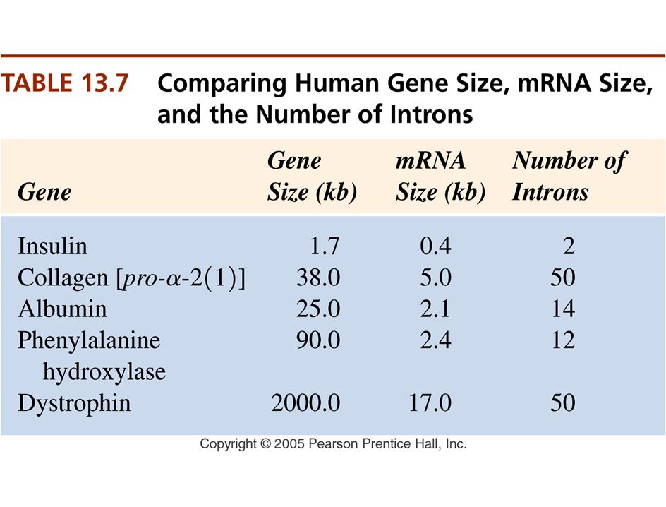 Figure: 13-T07 Table 13-7 Comparing Human Gene Size, mRNA Size, and the Number of Introns