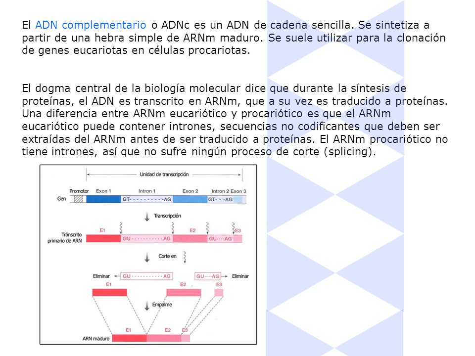 El ADN complementario o ADNc es un ADN de cadena sencilla
