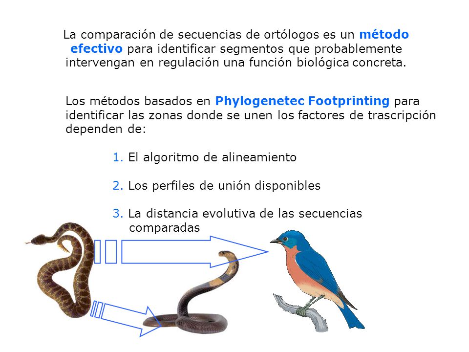 La comparación de secuencias de ortólogos es un método efectivo para identificar segmentos que probablemente intervengan en regulación una función biológica concreta.