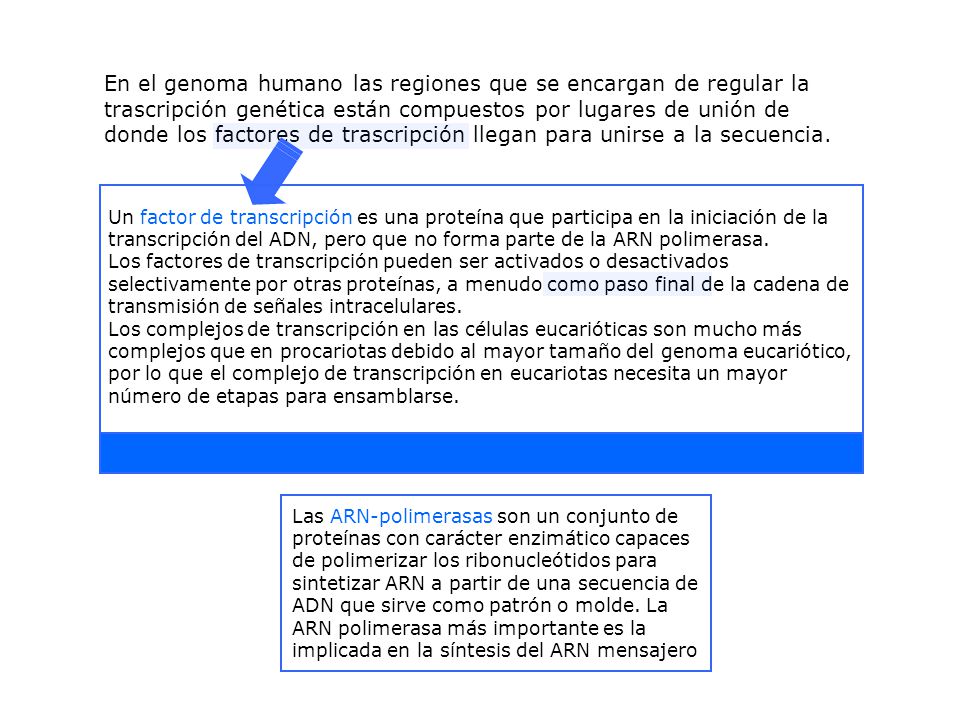 En el genoma humano las regiones que se encargan de regular la trascripción genética están compuestos por lugares de unión de donde los factores de trascripción llegan para unirse a la secuencia.