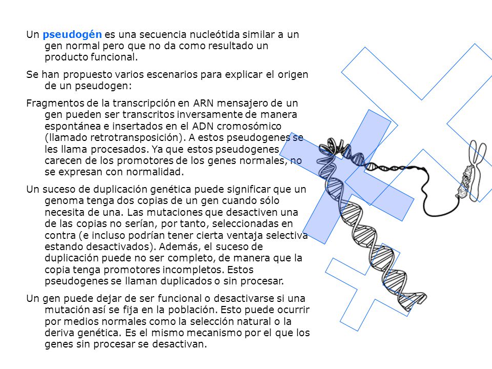 Un pseudogén es una secuencia nucleótida similar a un gen normal pero que no da como resultado un producto funcional.
