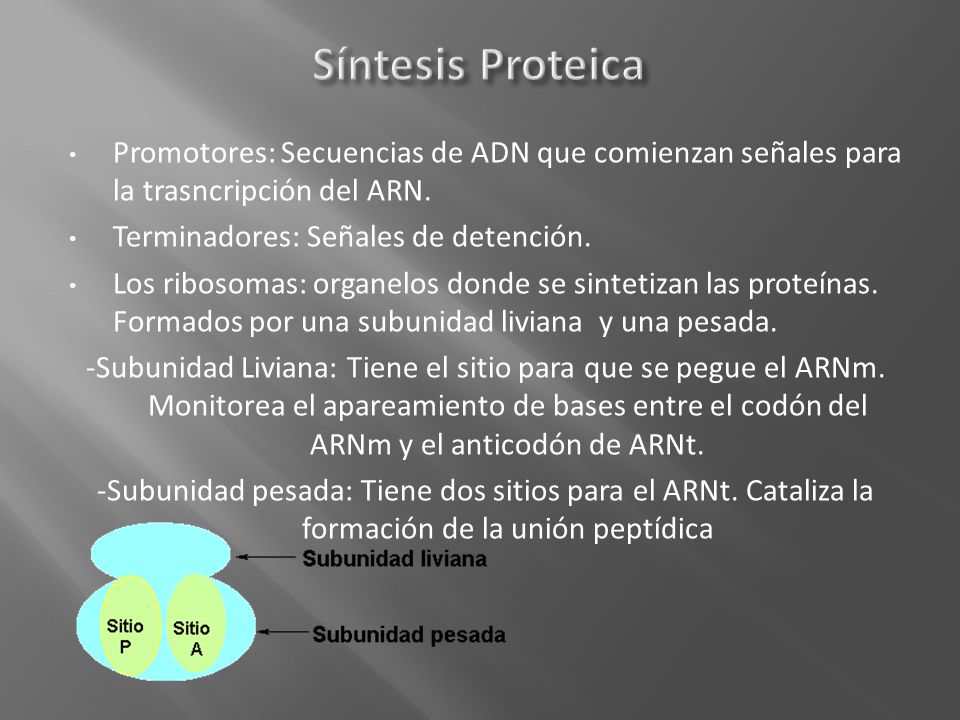 Síntesis Proteica Promotores: Secuencias de ADN que comienzan señales para la trasncripción del ARN.