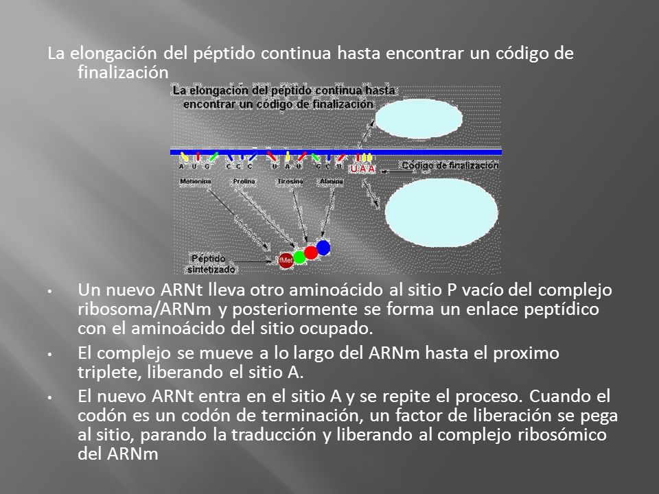 La elongación del péptido continua hasta encontrar un código de finalización