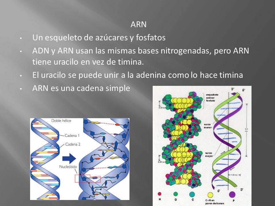 ARN Un esqueleto de azúcares y fosfatos. ADN y ARN usan las mismas bases nitrogenadas, pero ARN tiene uracilo en vez de timina.