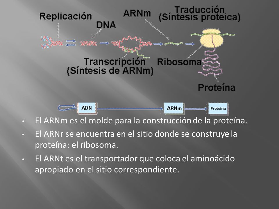 El ARNm es el molde para la construcción de la proteína.
