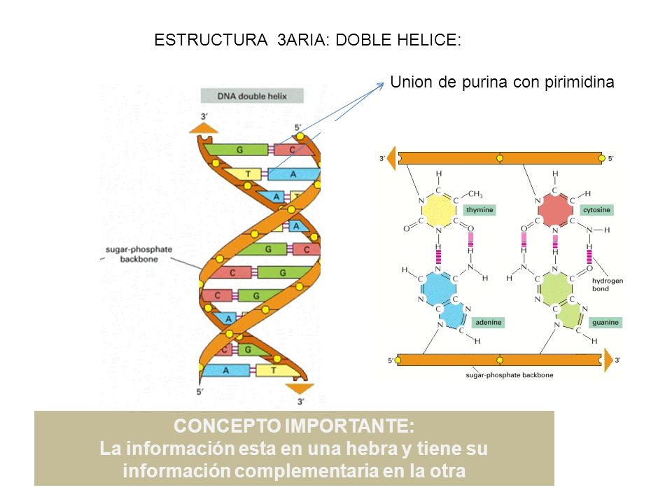 La información esta en una hebra y tiene su