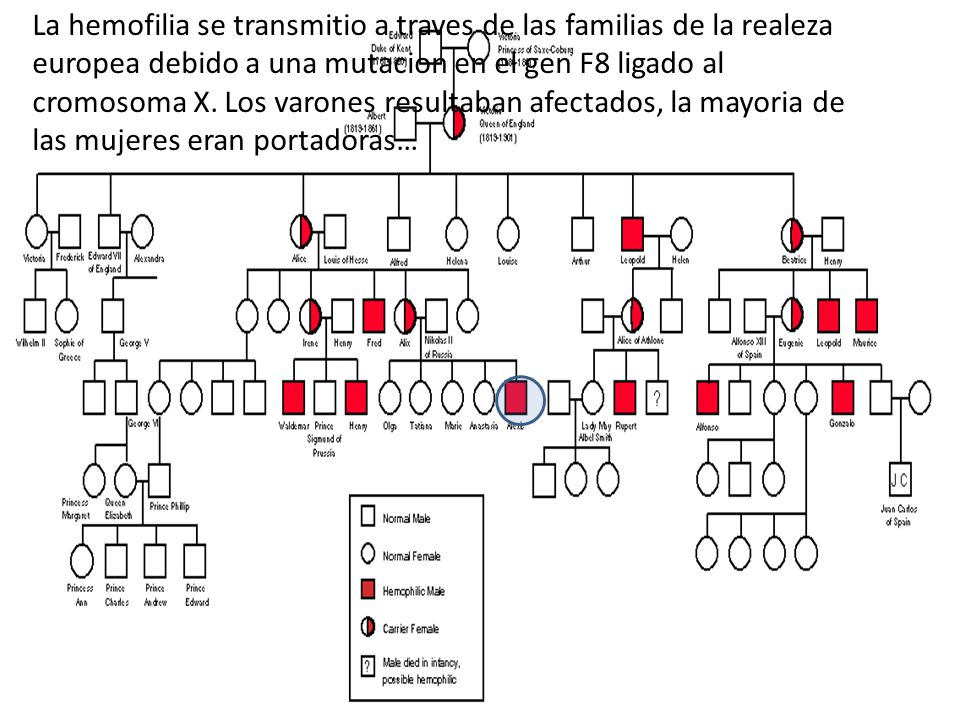 La hemofilia se transmitio a traves de las familias de la realeza europea debido a una mutacion en el gen F8 ligado al cromosoma X.