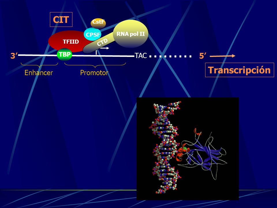 ……… CIT Transcripción 3’ 5’ TAC Enhancer Promotor TBP CstF RNA pol II