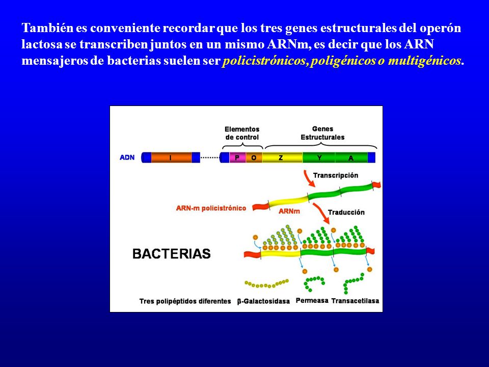 También es conveniente recordar que los tres genes estructurales del operón lactosa se transcriben juntos en un mismo ARNm, es decir que los ARN mensajeros de bacterias suelen ser policistrónicos, poligénicos o multigénicos.