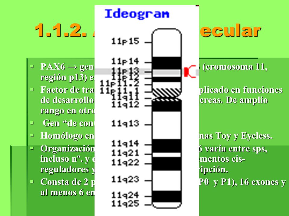 A nivel molecular PAX6 → gen localizado en locus 11p13 (cromosoma 11, región p13) en humanos.