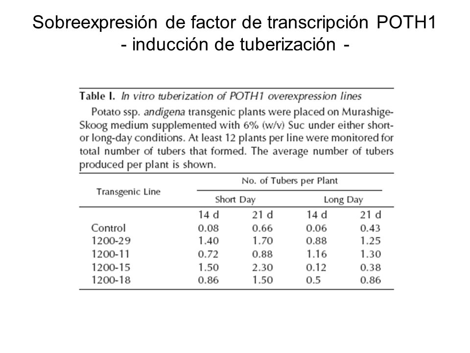 Sobreexpresión de factor de transcripción POTH1 - inducción de tuberización -