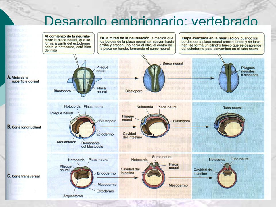 Desarrollo embrionario: vertebrado