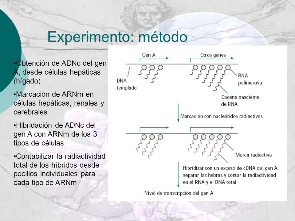 Experimento: método Obtención de ADNc del gen A, desde células hepáticas (hígado) Marcación de ARNm en células hepáticas, renales y cerebrales.