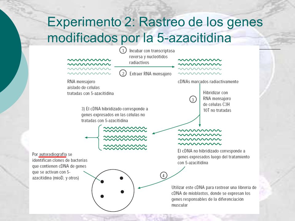 Experimento 2: Rastreo de los genes modificados por la 5-azacitidina