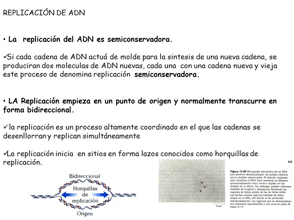 REPLICACIÓN DE ADN La replicación del ADN es semiconservadora.