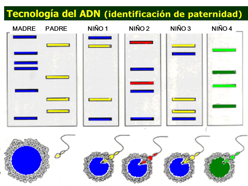 Tecnología del ADN (identificación de paternidad)