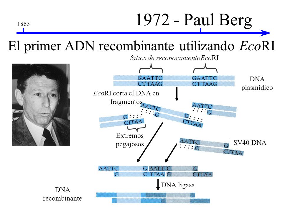 Paul Berg El primer ADN recombinante utilizando EcoRI