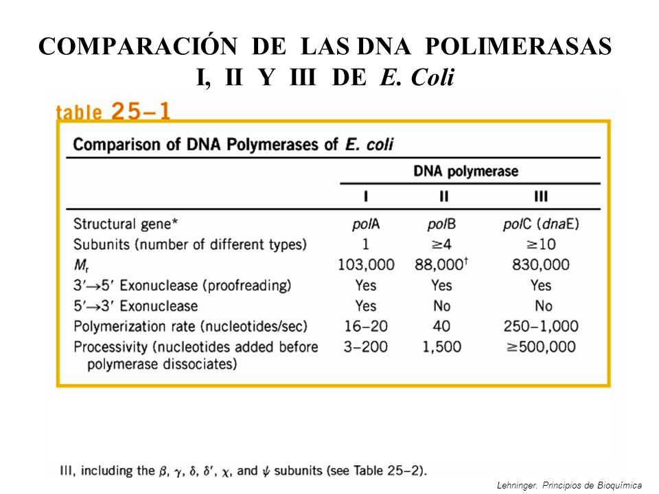 COMPARACIÓN DE LAS DNA POLIMERASAS I, II Y III DE E. Coli
