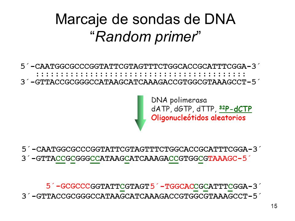 Marcaje de sondas de DNA Random primer