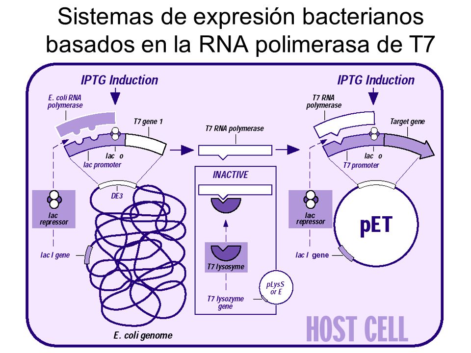 Sistemas de expresión bacterianos basados en la RNA polimerasa de T7