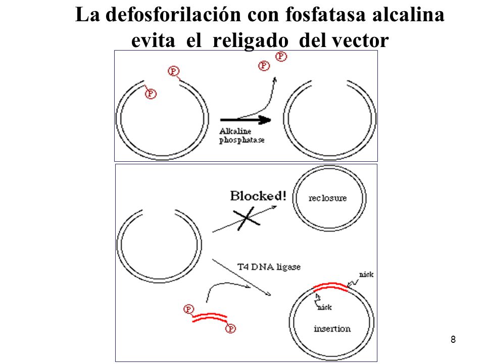 La defosforilación con fosfatasa alcalina evita el religado del vector
