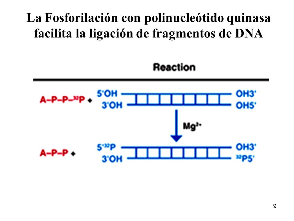 La Fosforilación con polinucleótido quinasa facilita la ligación de fragmentos de DNA