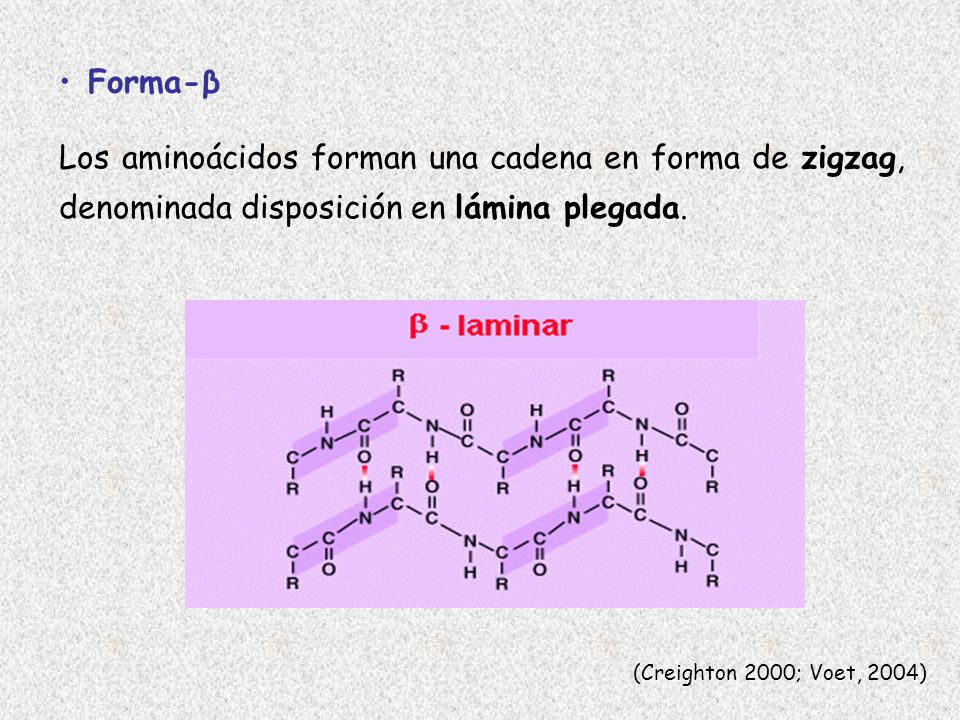 Forma-β Los aminoácidos forman una cadena en forma de zigzag, denominada disposición en lámina plegada.