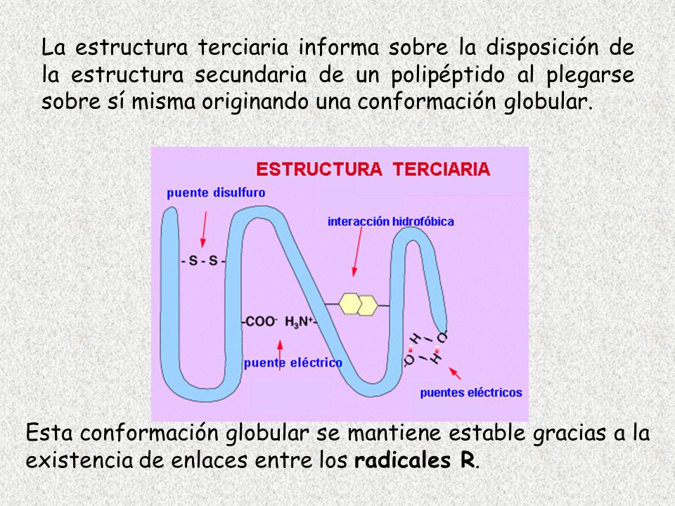 La estructura terciaria informa sobre la disposición de la estructura secundaria de un polipéptido al plegarse sobre sí misma originando una conformación globular.