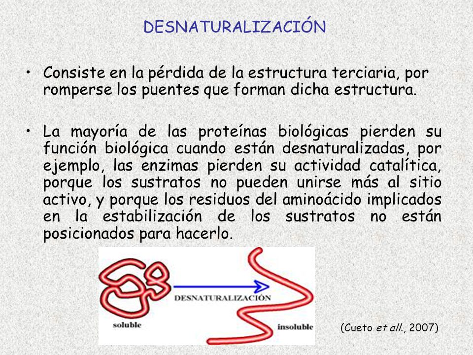 DESNATURALIZACIÓN Consiste en la pérdida de la estructura terciaria, por romperse los puentes que forman dicha estructura.