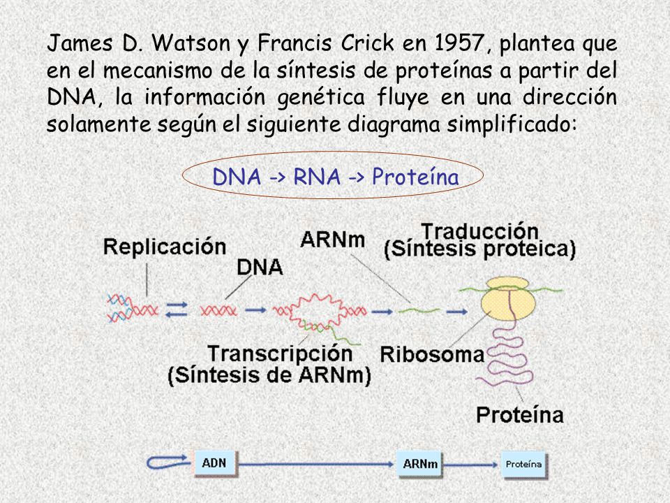 James D. Watson y Francis Crick en 1957, plantea que en el mecanismo de la síntesis de proteínas a partir del DNA, la información genética fluye en una dirección solamente según el siguiente diagrama simplificado: